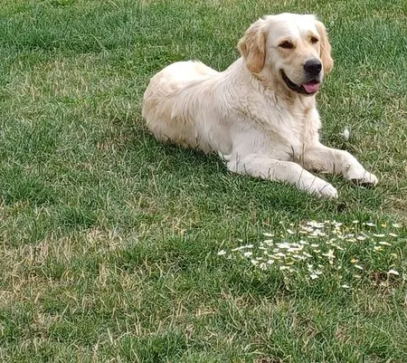 beautiful golden retriever