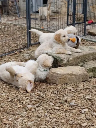 cute playing golden retriever welps
